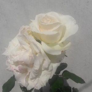 Meet your Posher, Aileen